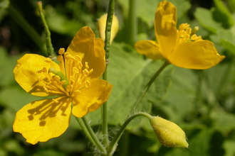 Greater Celandine