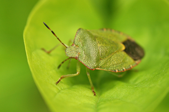 Common Green Shield Bug