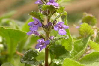 Ground-ivy