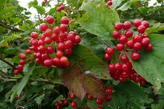 Guelder-rose