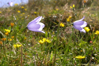 Harebell