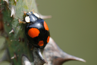 Harlequin Ladybird