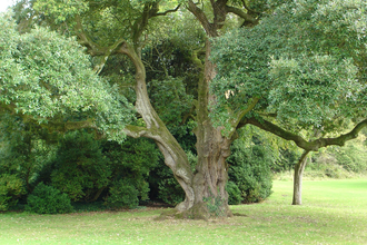 Holm Oak