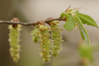 Common Hornbeam