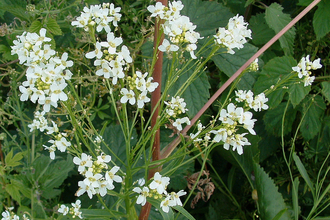 Horseradish