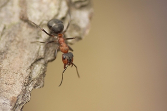 Southern Wood Ant