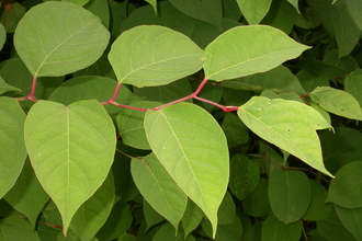 Japanese Knotweed