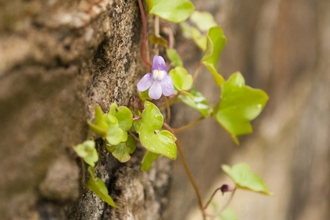 Ivy-leaved Toadflax