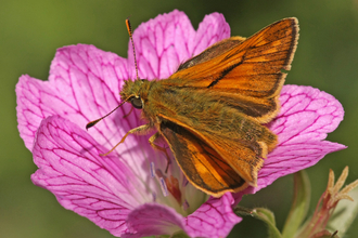 Large Skipper