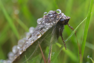 Large Yellow Underwing moth