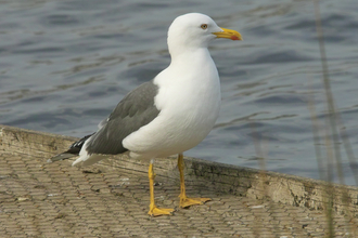 Lesser Black-backed Gull