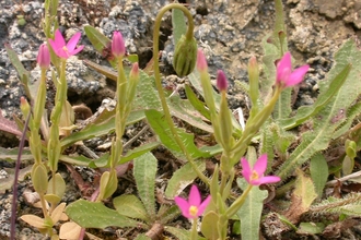 Lesser Centaury