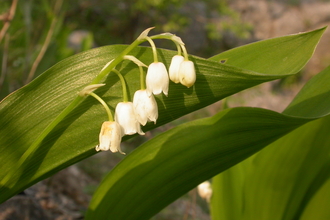 Lily-of-the-valley