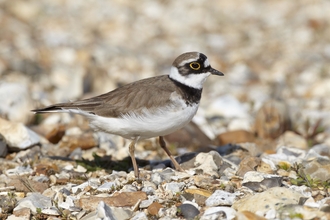 Little Ringed Plover