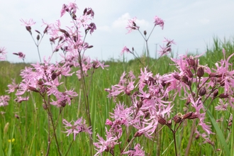 Ragged-Robin