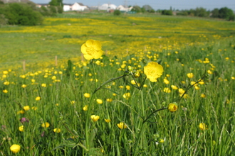 Meadow Buttercup