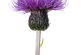 Melancholy Thistle