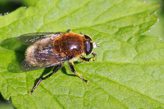 Narcissus Bulb Fly