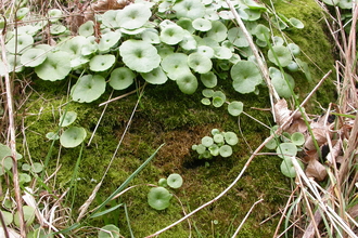 Navelwort