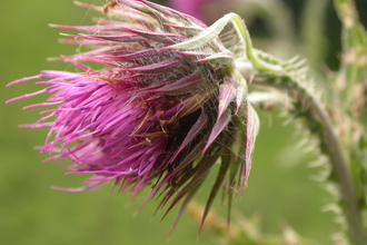 Musk Thistle