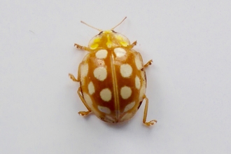 Orange Ladybird