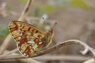 Pearl-bordered Fritillary underwing