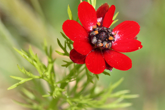 Pheasant's-eye