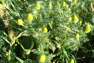 Pineappleweed