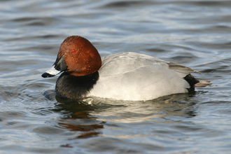 Pochard