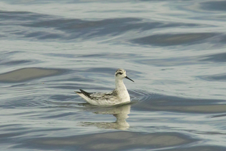 Red-necked Phalarope