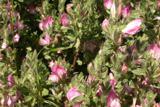 Common Restharrow