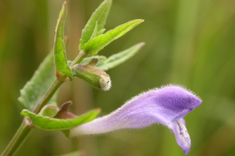 Skullcap