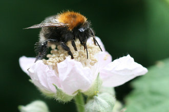 Tree Bumblebee