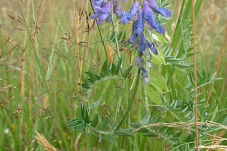 Tufted Vetch