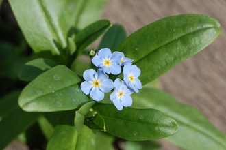 Water Forget-me-not