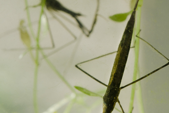 Water Stick Insect