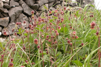 Water Avens