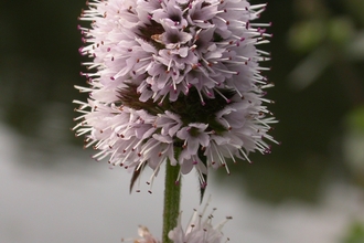 Water Mint