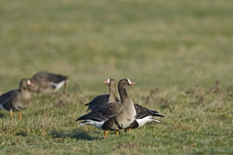 White-fronted Goose