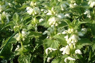 White Dead-nettle