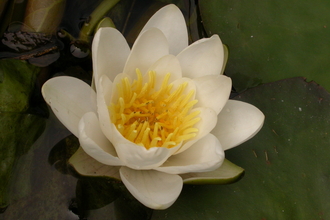 White Water-lily