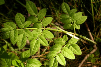 Wild Angelica