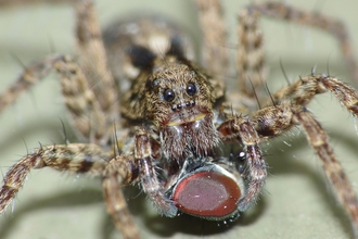 Wolf Spider