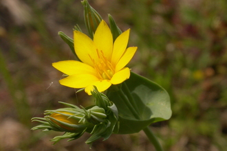 Yellow-wort