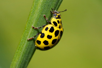 22-spot Ladybird