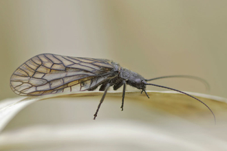 Alder Fly