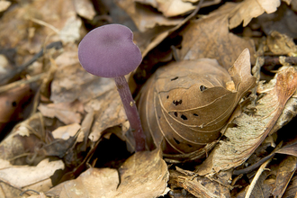 Amethyst Deceiver