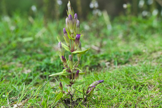 Autumn Gentian