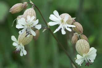 Bladder Campion