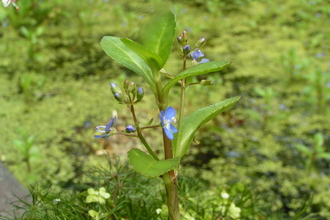 Brooklime